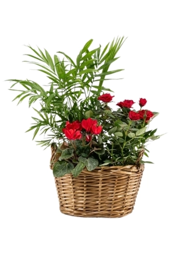 Beautiful indoor planter with red flowering and green plants &pound;35